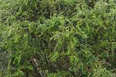 Canthium spinosum