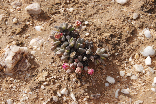 Image of Cephalophyllum spissum by (c) Tony Rebelo, some rights reserved (CC BY-SA)