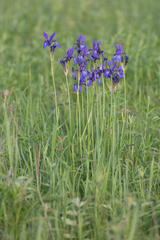 Iris sibirica