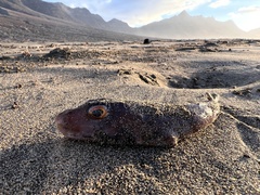 Sphoeroides marmoratus