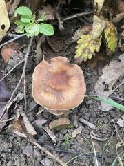 Psathyrella piluliformis