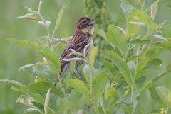 Emberiza aureola