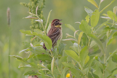 Emberiza aureola