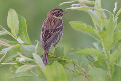 Emberiza aureola