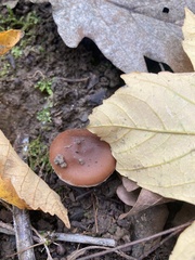 Psathyrella piluliformis