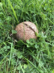 Scleroderma areolatum
