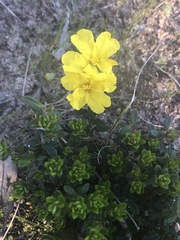 Hibbertia sericea