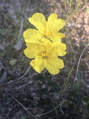 Hibbertia sericea