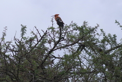 Upupa epops africana