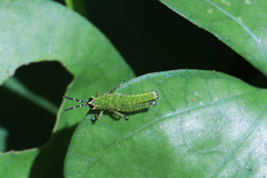 Xenocatantops humilis