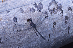 Bradinopyga geminata