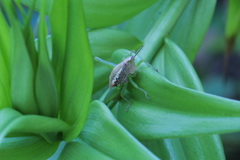 Neorthacris