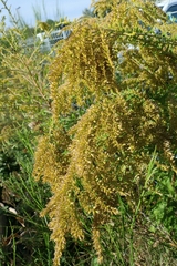 Solidago canadensis