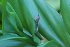 Neorthacris