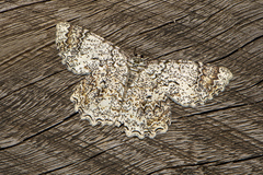Amblychia subrubida