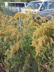 Solidago canadensis