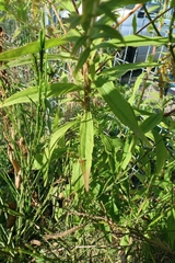Solidago canadensis