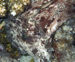 Dolabella auricularia