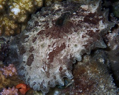 Dolabella auricularia