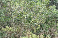 Carissa bispinosa