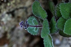 Coleus cremnus