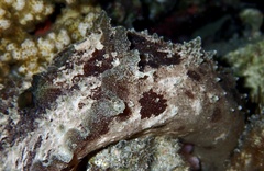 Dolabella auricularia