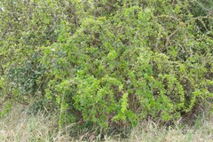 Canthium spinosum