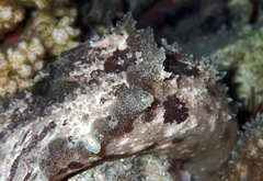 Dolabella auricularia
