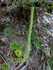Orostachys spinosa