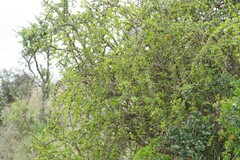 Canthium spinosum