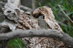 Pachycephala fuliginosa