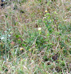 Abutilon sonneratianum