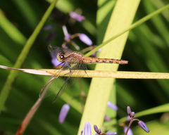 Diplacodes melanopsis