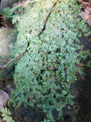 Marchantia emarginata