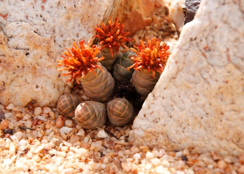 Crassula barklyi