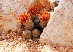 Crassula barklyi