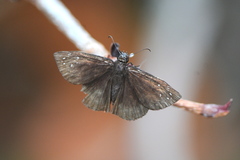 Ephyriades brunnea