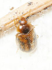 Rhyzobius chrysomeloides