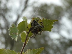 Araneus angulatus