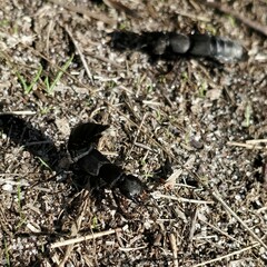 Ocypus olens