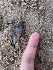 Canthigaster capistrata