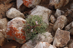 Pelargonium crithmifolium