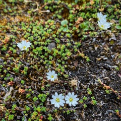 Stellaria longipes