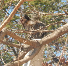 Callithrix penicillata