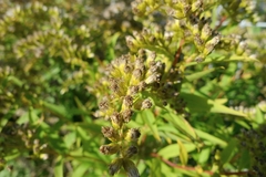 Solidago gigantea