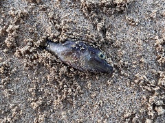Canthigaster capistrata