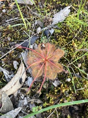 Drosera whittakeri