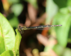 Austroagrion watsoni