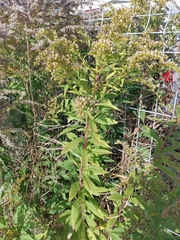Solidago gigantea