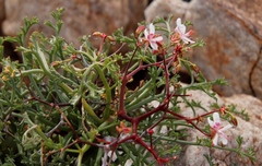 Pelargonium crithmifolium